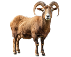 A ram with long horns standing in front of a black background png