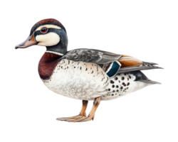 A duck is standing on a black background png