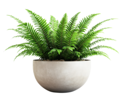 A fern plant in a pot on a black background png