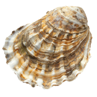 A Detailed Close Up of a Large Oyster Shell with Brown and White Layers png