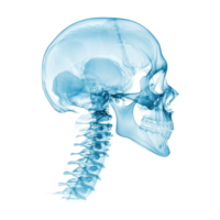 X ray of a human skull and cervical spine in profile. Medical imaging for diagnosis and treatment planning. png