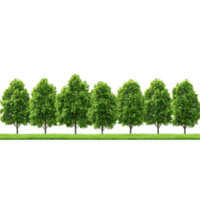 Row of green trees on grass against a transparent background. Nature, environment, and landscaping concept. png