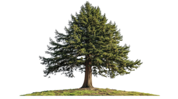 A single tree is standing on top of a hill png