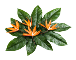Tropical bird of paradise flowers with vibrant orange petals and lush green leaves create stunning display. This exotic plant adds touch of paradise to any setting png