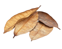 cluster of dried kapok tree leaves with detailed texture isolated on transparency background, showcasing their natural brown hues and intricate vein patterns png