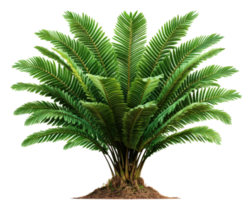 giant Amazonian fern with lush green fronds is isolated on transparency background, showcasing its intricate leaf patterns and vibrant color png