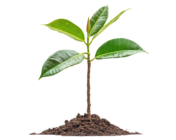 young rubber tree sapling with vibrant green leaves stands isolated against transparency background, rooted in small mound of soil, symbolizing growth and potential png