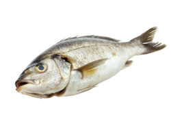 realistic photograph of whole steamed fish, isolated on transparency background, showcasing its texture and details png