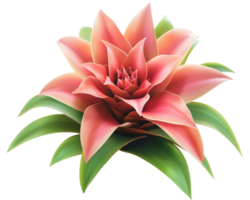 vibrant tropical bromeliad plant with lush green leaves and striking pink petals, isolated on transparency background, showcasing its natural beauty and intricate details png