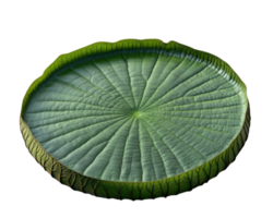 large, green Victoria amazonica lily pad with detailed texture and vibrant color, isolated on transparency background. intricate veins and circular shape are clearly visible png