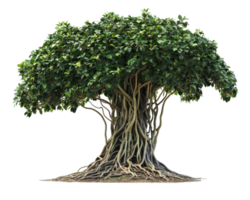 lush Amazonian strangler fig vine with intricate roots and dense foliage, showcasing its unique growth pattern and vibrant green leaves. tree structure is both captivating and complex png