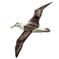 A Image of a Black browed Albatross in Flight Against a Black Background png