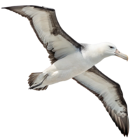 A Stunning Image of a Whitecapped Albatross in Flight Against a Black Background png