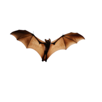 A Striking Image of a Bat in Flight Against a Black Background png