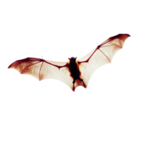 A Detailed Close Up of a Bat in Flight Against a Black Background png