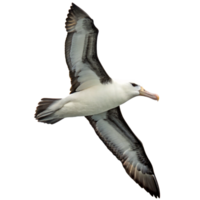 Stunning Image of a Black browed Albatross in Flight Against a Black Background png