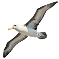 A magnificent albatross in flight against a black background, showcasing its powerful wings and elegant form png