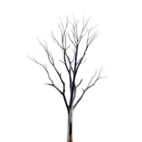 A stark and barren tree against a black background, winter scene, lifeless branches reaching towards the sky, isolated tree, dead tree, nature photography, minimalist image, simple tree png