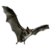 Spectacular Flight of a Greyish Brown Bat with Large Wings Against a Black Background png