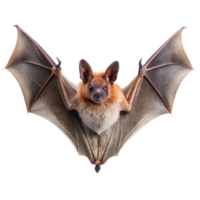 A Closeup of a ReddishBrown Bat with Wings Spread Wide Against a Black Background png
