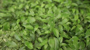Natural vegetative background from leaves of ficus. Pattern, leaf. Close-up macro 4k foliage of green ficus plant. video