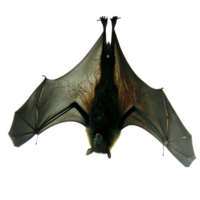 A Detailed Close Up of a Bat Hanging Upside Down on a Black Background png