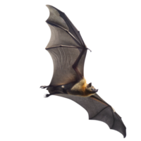 A Flying Fox Bat in Majestic Flight Against a Black Background png