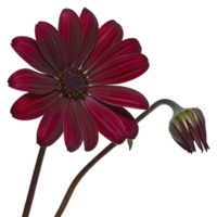 A Stunning Closeup of a Deep Maroon Osteospermum Flower and Bud Against a Black Background png