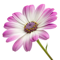 Closeup of a Delicate Pink and White Osteospermum Flower with Visible Petals and Stamens png