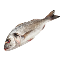 Freshwater Fish Product Image A Detailed Closeup of a Single Whole Gilthead Seabream png
