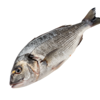 Closeup of a Freshly Caught Gilthead Seabream Fish on Black Background png