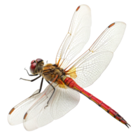 Closeup of a vibrant red and orange dragonfly with translucent wings against a black background png