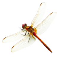 Closeup of a vibrant dragonfly with translucent wings against a black background png