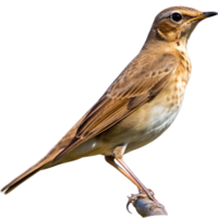 Stunning Closeup of a Song Thrush Perched on a Branch Against a Black Background png