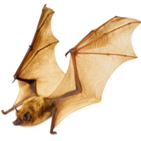 Closeup of a Brown Bat in Flight with Detailed Wing Membranes and Fur png
