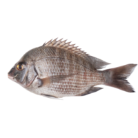 Closeup view of a single raw grey fish isolated on a black background showing details of its scales, fins, and body structure png