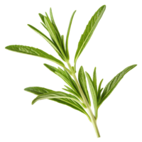 A sprig of fresh green savory herb with vibrant leaves and stem, isolated on black background png