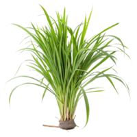 A Lush Green Bunch of Long Grass Blades with Visible Roots and a Tied Base png