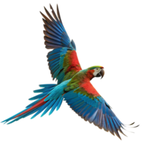 Vibrant Scarlet Macaw in Flight Against a Black Background A Stunning Display of Colorful Feathers png