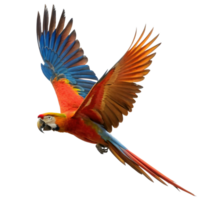 A Scarlet Macaw in Flight Against a Black Background A Stunning Display of Colorful Feathers png