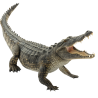 A large crocodile with its mouth open, showcasing its sharp teeth and powerful jaws png