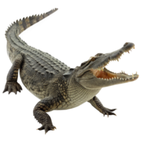 A magnificent crocodile with its jaws wide open showing sharp teeth, powerful legs and scaly skin against a black background png