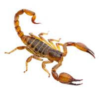 Closeup view of a Desert Scorpion with detailed body segments and claws against a black background png