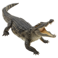 A Detailed Closeup of a Large Nile Crocodile with its Jaws Open Wide png