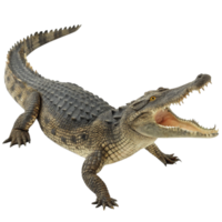 A large crocodile with its mouth open wide showing its sharp teeth on a black background png
