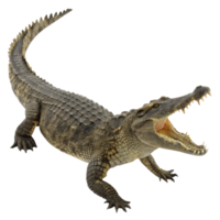 A large crocodile with its jaws open wide showing sharp teeth, powerful legs and a long scaly tail isolated on black background png