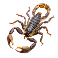 Detailed Closeup of a Striking Brown Scorpion Specimen with Visible Segmentation and Powerful Claws png