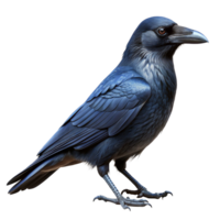A Stunningly Realistic Digital Rendering of a Dark Blue Raven Perched Against a Black Background png