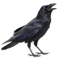 A Majestic Raven in Profile View Open Mouth Black Feathers png