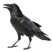 A majestic black raven with its beak open wide a stunning profile view against a black background showcasing its dark feathers and sharp talons png